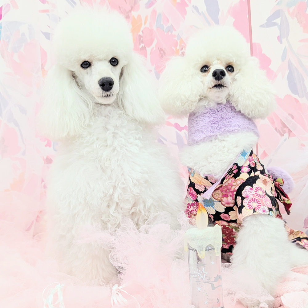 生徒とモデル犬の写真撮影会③